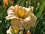 Hemerocallis Newberry Borrowed Time1